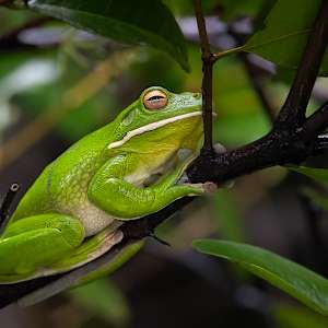 Green lipped tree frog by EB Photography