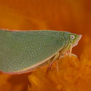 Planthopper in a sea of orange by EB Photography
