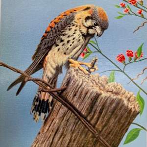 Untitled by Bill Van Court