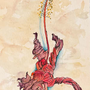 Dried Hibiscus Blossom by M. de Soleil, Image 1.