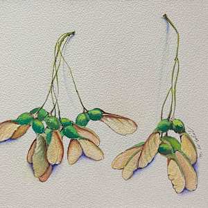 Maple Seeds by M. de Soleil, Image 1.