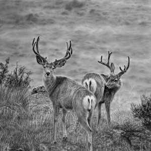 Muley Bucks by Amber Scally