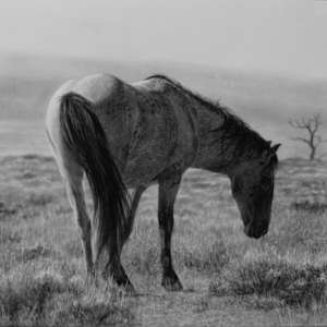 Solitary Bliss by Amber Scally, Image 1.