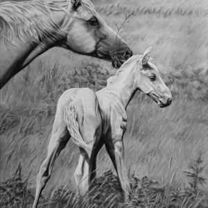 The Filly by Amber Scally
