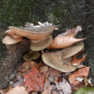 CW Shelf Fungi by Ellen Gaube