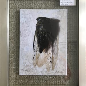 Cicada 1 by Ellen Gaube 
