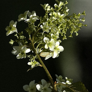 Hydrangea quercifolia 2 by Ellen Gaube