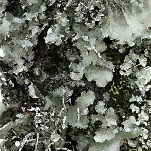 Lichens by Ellen Gaube