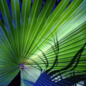 Fan Palm by Ellen Gaube