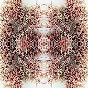 Plouen Lace 1 by Ellen Gaube