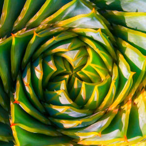 Aloe Polyphylla by Matthew Landry