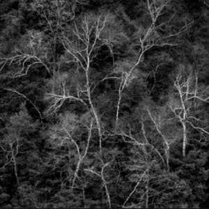 Hillside White Birch, Letchworth State Park, New York by John Sexton