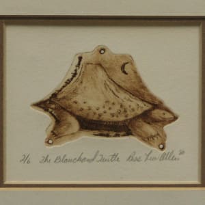 The Blanchard Turtle by Ross Lew Allen