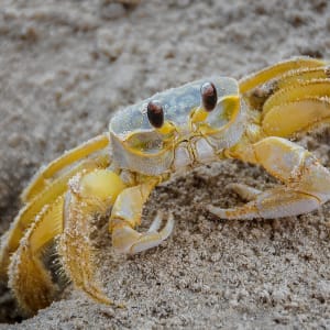 Ghost Crab at Home by Lindrel Thompson