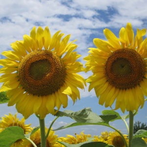 Texas Sunflowers by Cathy P. Supak