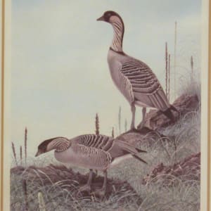 Hawaiian Goose, from Series I of the Vanishing Species of Birds, Plate IV by Richard Evans Younger