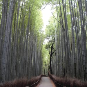 Bamboo Forest by Erin Liu