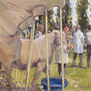 Alton Show, Charollais class by Susie Whitcombe