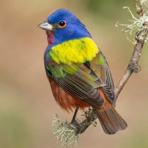 Painted Bunting, Spring Migration by Angela McCain, MD