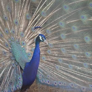 A Peacock in His Pride by Florence Suen