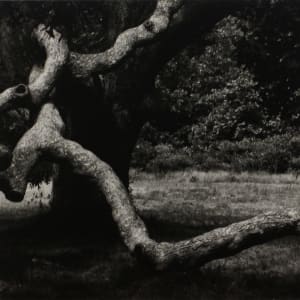 The Tree #36, Martha's Vineyard, from RISD Portfolio by Aaron Siskind