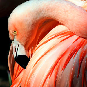 Pink Flamingo by Robert Davis, MD