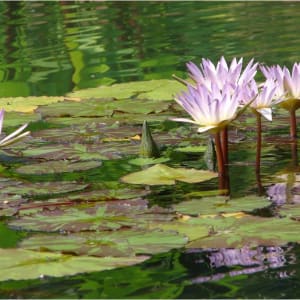 Water Lilies, Duke Gardens by Emily J. Hecker